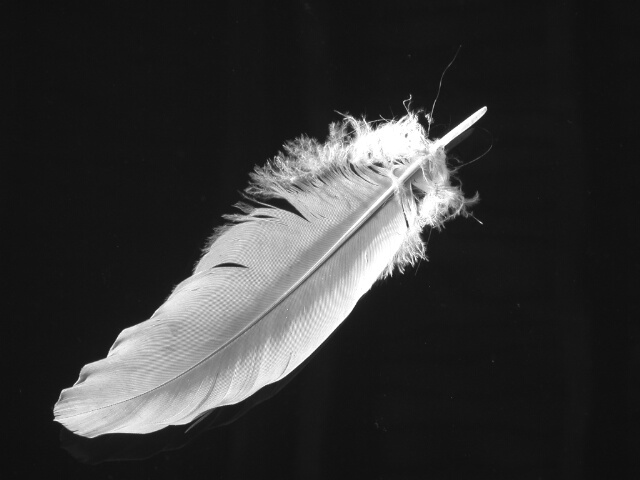 The Feather.