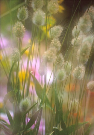 Soft Grasses