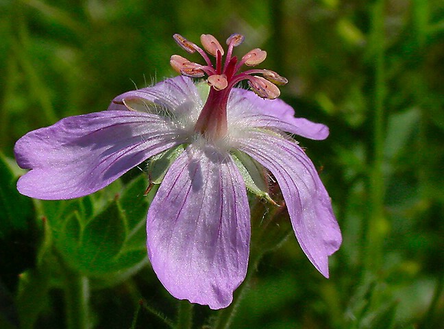 Colorado Wildflower