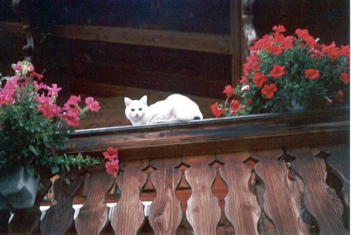 white cat on a balcony