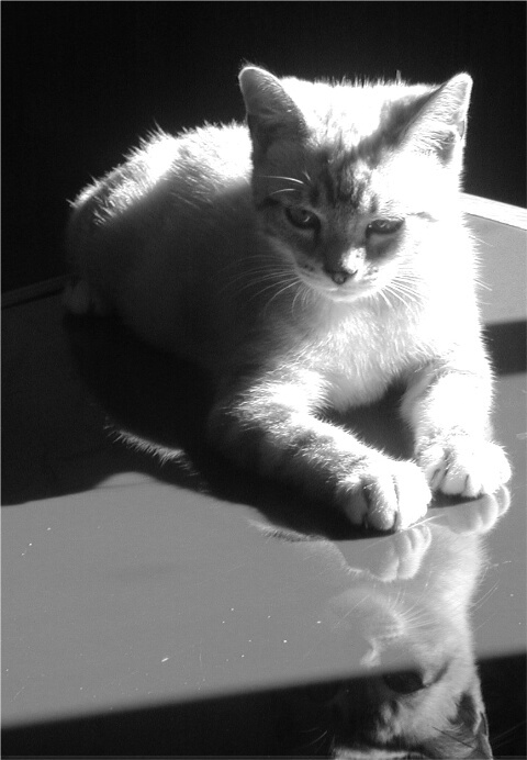 Kitten on a table.