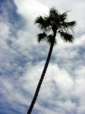 A Lone Palm
