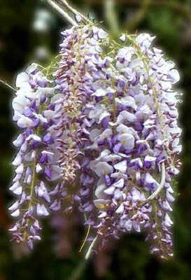 Whisteria Cluster