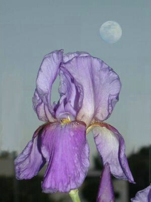 Iris  & Moon