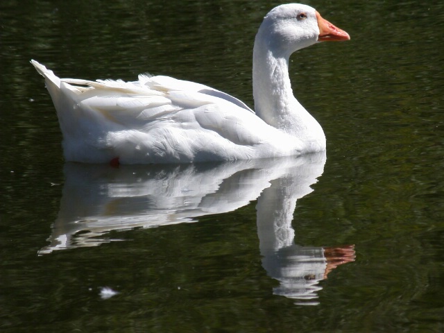 Goose.