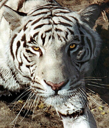 "Khan", a white Bengal Tiger
