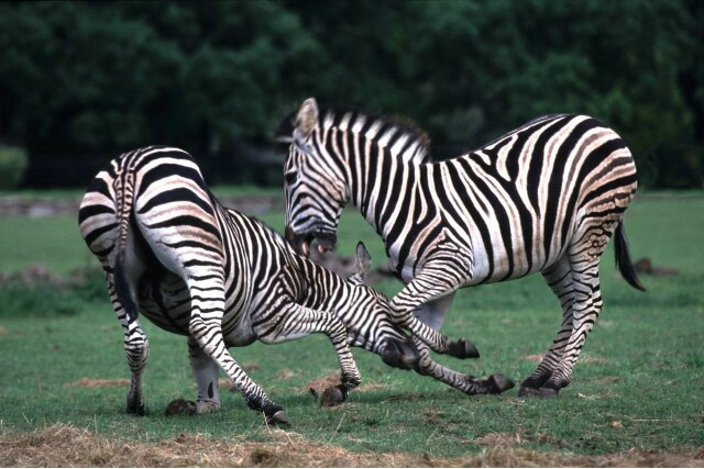 Fighting Zebra