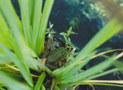 Piggy-backed Frogs
