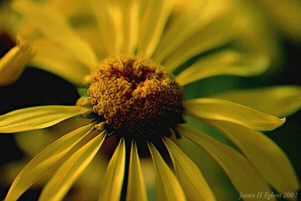 Everyday Common Sunflower