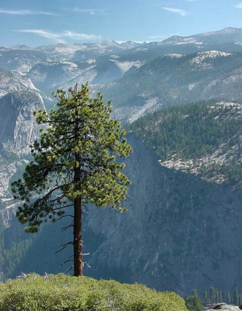 A Tree's View Of Yosemite Valley