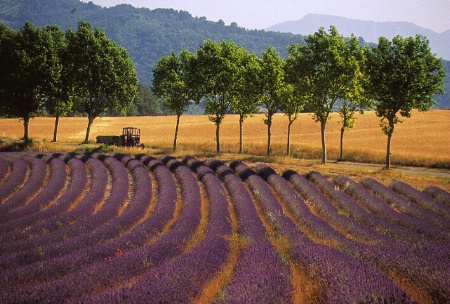 Tractor on Lavender Road