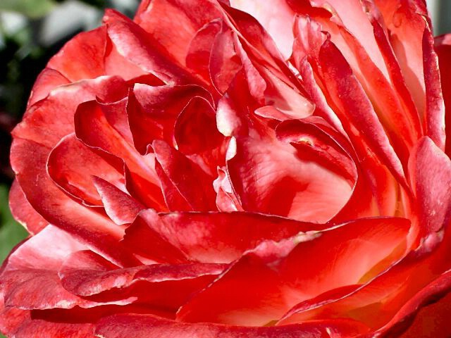 Sculptured  Rose