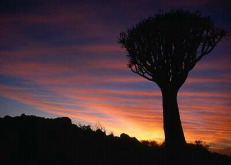 Quivertree Sunrise