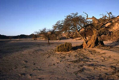 Welwitschia Plains Sunset