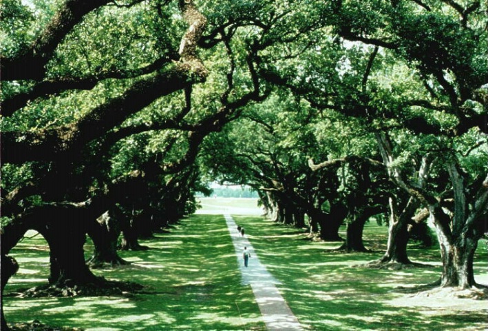 green tunnel