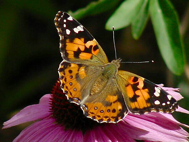 Painted Lady #2