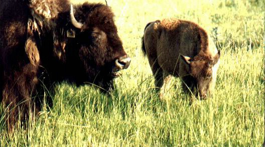 Buffalo and Calf