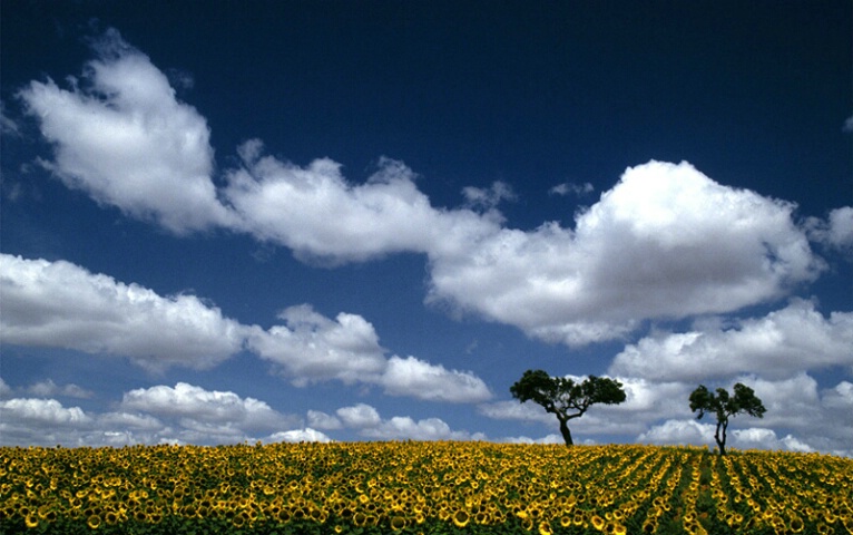 Sunflowers