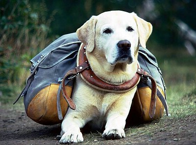 The Backpacker