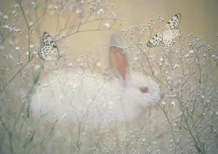 Bunny with Butterflies