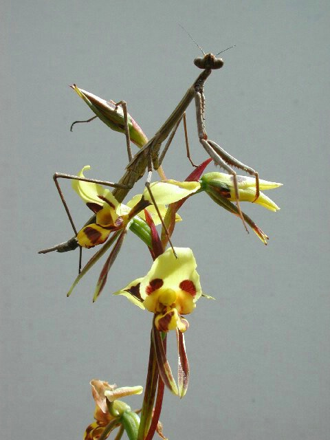 Tiger Orchid 