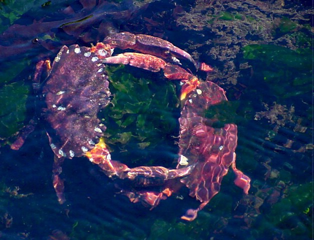 Crab Dance