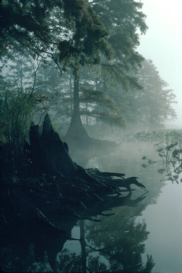 morning on the Chickahominy