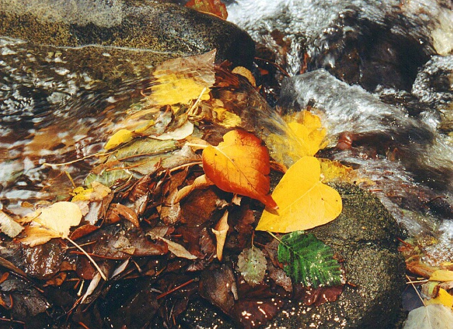 "Water Over Autumn Leaves"