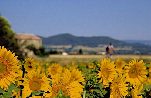 Cyclist & Sunflowers in Provence