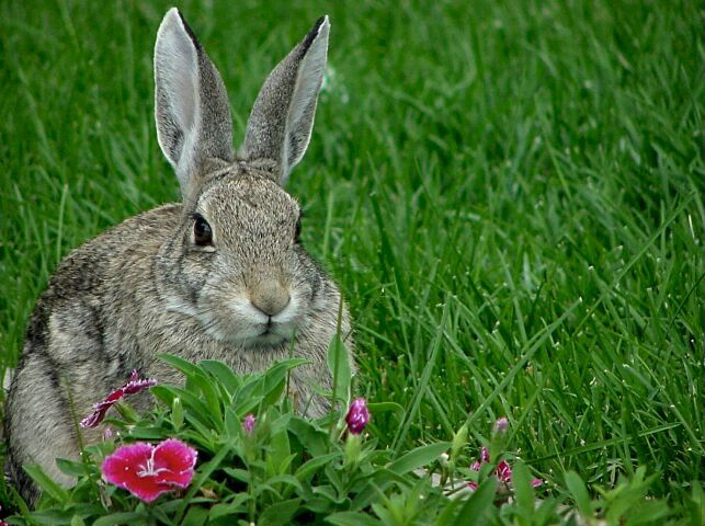 Flower Bunny