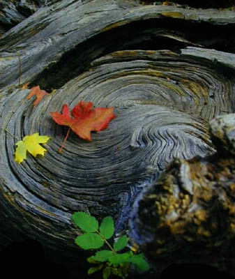 Burl & Fall Leaves