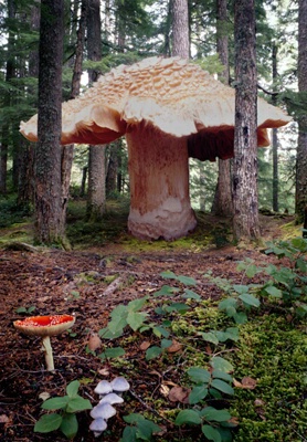 Giant Mushroom