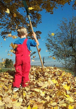 Fun With Leaves