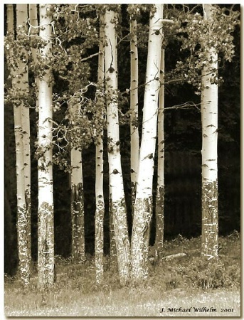 Summer Aspens, Sepia