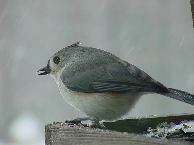 Tufted Titmouse at Feeder in Snowstorm