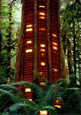 Tree Hotel