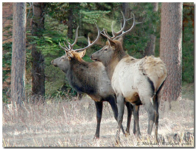 Rocky Mountain Bulls