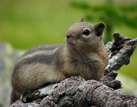 Ground Squirrel