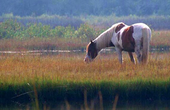 Assateague Pony in Marsh
