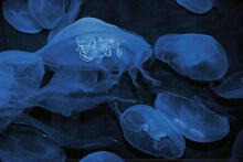 Jellyfish - ID: 8408 © Mary B. McGrath