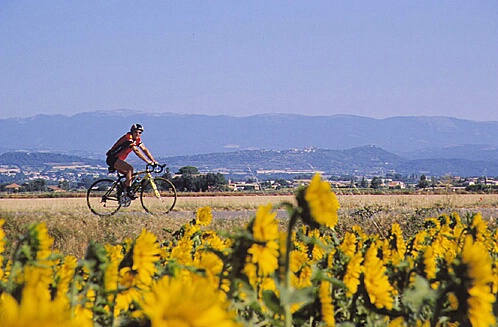Cyclist Among the Sunflowers