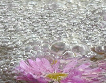Flower Bubbles