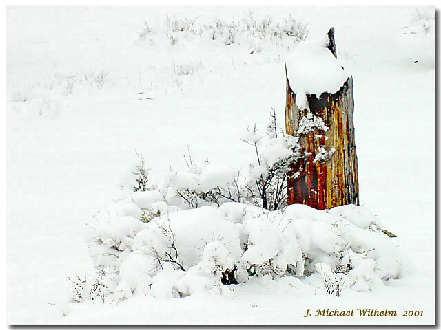 Snow and Stump Detail 1