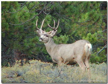 Mule Deer Buck No.1
