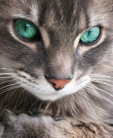 Emerald Eyes