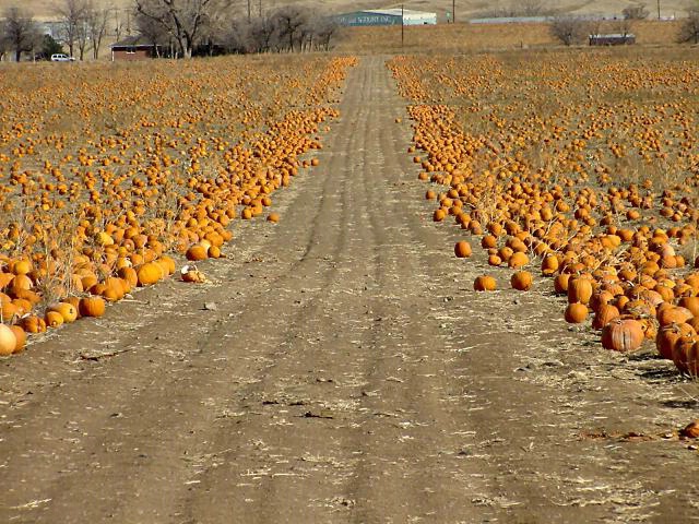 Pumpkin Road