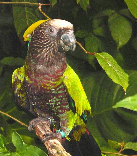 Friendly Parrot