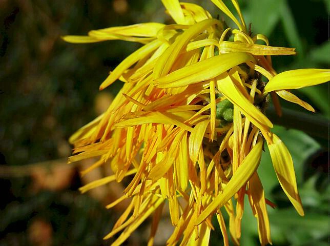 Spaghetti Flower