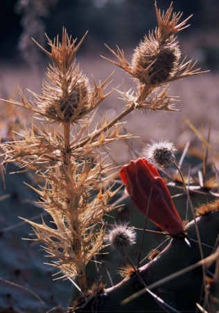 Native Texas Flora
