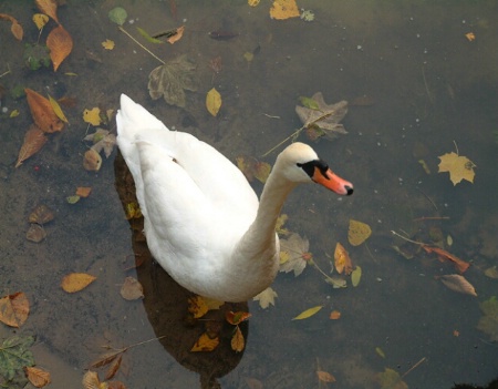 Autumn Swan